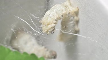 İpek Böceği Dönen İpek Koza İçinde, Makro Video