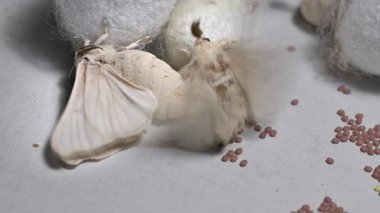 İpek böceğinin ipek koza üzerinde çiftleşmesini gösteren yakın çekim görüntüleri. Böcek üretimi ve ipek üretimi kavramı.