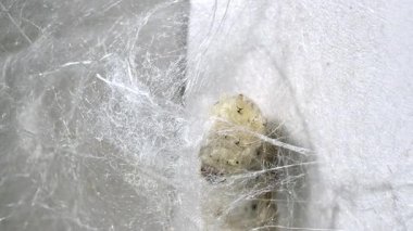 İpek böceği ipek koza örüyor. Otantik tekstil üretim makro görüntüleri. Yapay zeka oluşturulmadı.