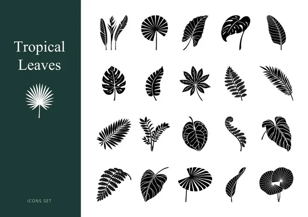 Conjunto de folhas tropicais exóticas. Ícones de glifo Vetores De Bancos De Imagens Sem Royalties