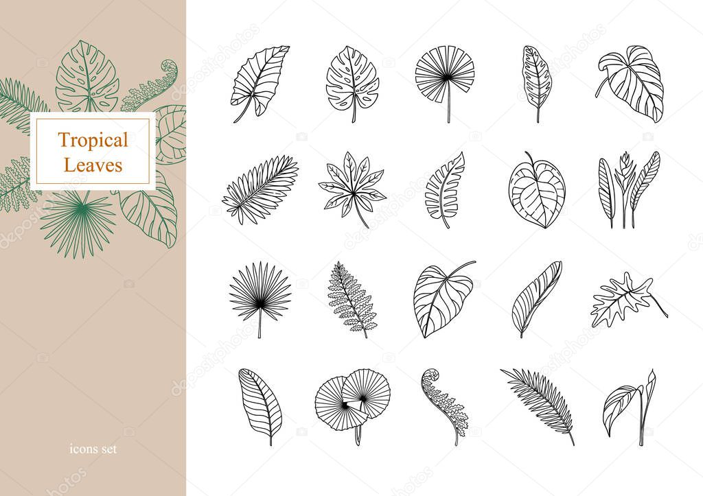 Set of exotic tropical leaves.