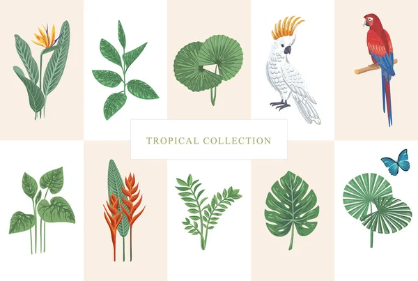 Colección vectorial tropical — Vector de stock