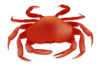 Gölge ve parlama beyaz zemin üzerine kırmızı yengeç. Vektör çizim