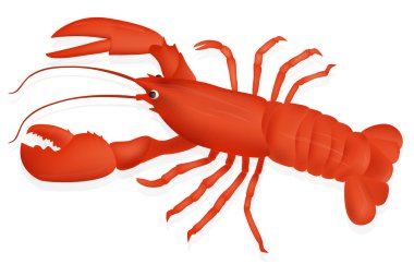 Gölge ve parlama beyaz zemin üzerine kırmızı ıstakoz. Vektör çizim