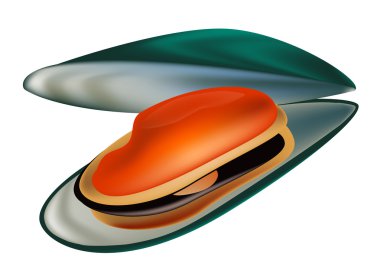 Midye kabuğu beyaz zemin üzerine kapatın. Vektör çizim