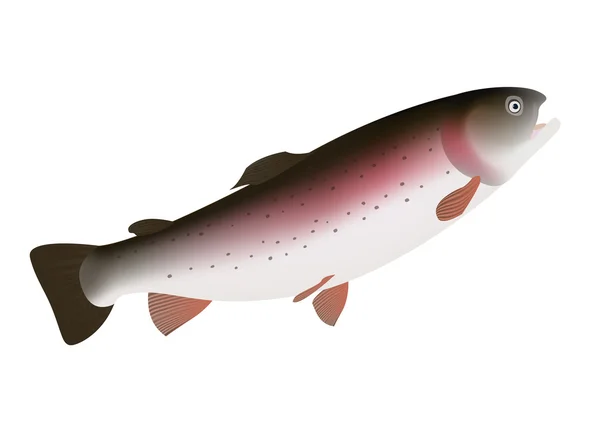 Πέστροφα ψάρια απομονωθεί σε λευκό φόντο. Vector εικονογράφηση — Διανυσματικό Αρχείο