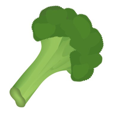 Brokoli beyaz zemin üzerinde. Vektör çizim