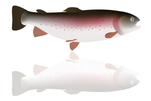 Ikan trout dengan cermin terisolasi pada latar belakang putih. Ilustrasi Vektor - Stok Vektor
