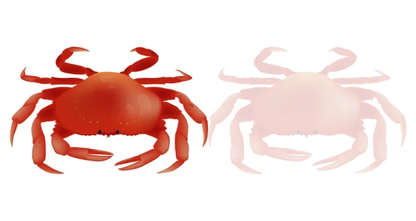 Red crab on white background. Vector Illustration — Stock Vector