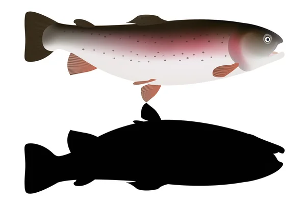Ikan trout merah muda dan hitam terisolasi dengan latar belakang putih. Ilustrasi Vektor - Stok Vektor