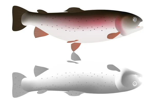 Ikan trout merah muda dan abu-abu terisolasi dengan latar belakang putih. Ilustrasi Vektor - Stok Vektor