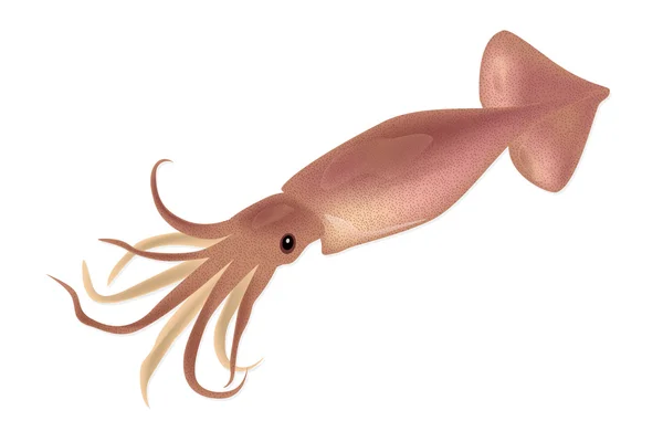 Calamari rosa isolati su fondo bianco. Illustrazione vettoriale — Vettoriale Stock