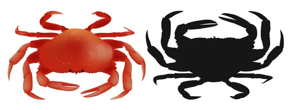 Red and black crab on white background. Vector Illustration — Stock Vector