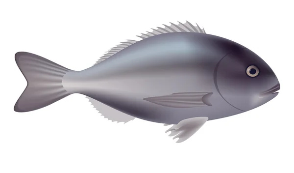 Ikan Dorado terisolasi dengan latar belakang putih. Ilustrasi Vektor - Stok Vektor