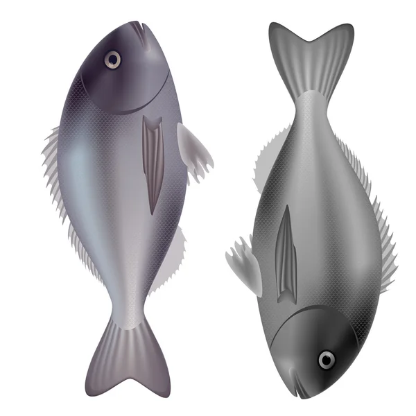 Dorado ψάρια μωβ και γκρι που απομονώνονται σε λευκό φόντο. Vector εικονογράφηση — Διανυσματικό Αρχείο