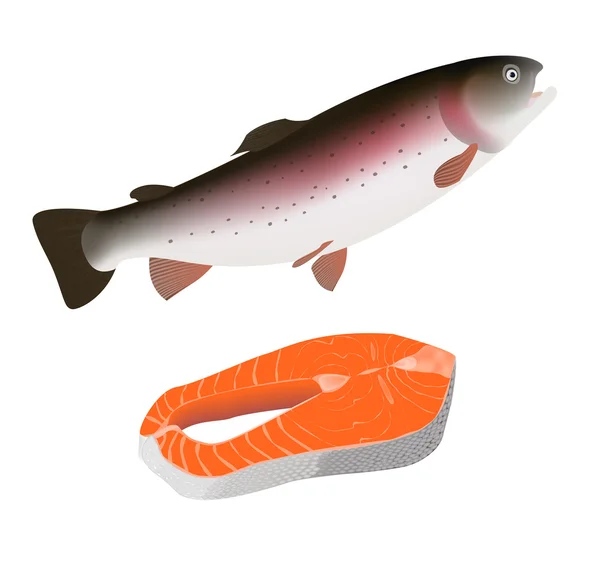 Alabalık balık ve beyaz zemin üzerine kırmızı parça alabalık balık. Vektör çizim — Stok Vektör