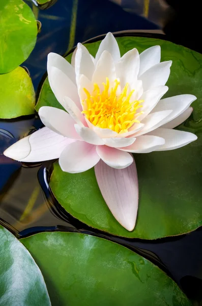 Bir pembe nilüfer çiçek bir göle güzel yaprakları ile