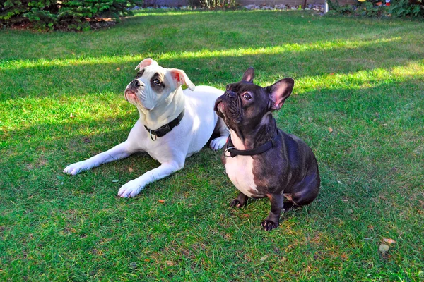 Amerikai és Francia Bulldog ül a fűben. — Stock Fotó