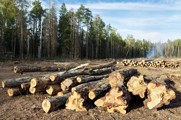 Sanitary logging (deforestation). Balashikha, Moscow region, Rus — Stock Image Sanitary logging (deforestation). Balashikha, Moscow region, Rus Royalty Free Stock Images