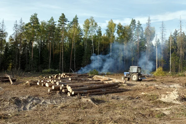 Sanitary logging (deforestation). Balashikha, Moscow region, Rus — Stock Image Sanitary logging (deforestation). Balashikha, Moscow region, Rus Stock Picture