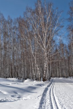 Kayak pistlerinin bir huş karla kaplı ormanda. Şehir Kamensk-Uralsky, Sverdlovsk region, Rusya Federasyonu.
