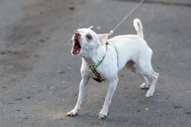 Küçük beyaz havlayan köpek tasma.