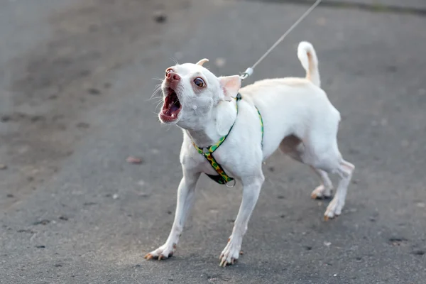 Pequeño perro ladrando blanco con la correa . — Foto de Stock