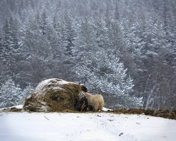 Animals Haystack Snowfall Winter Farm Middle Urals Village Visim Sverdlovsk — Stock Photo, Image