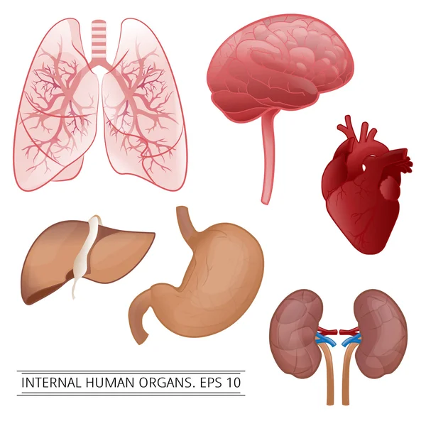 İç insan organları: karaciğer, akciğerler, kalp, mide, böbrek, br