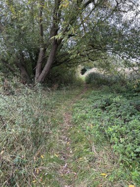 Serene Green Pathway Yoğun Çit Ağaçlarının Arasında Açık Hava Keşfi
