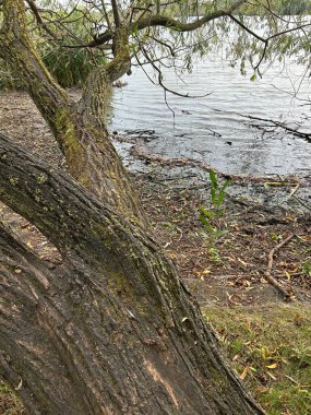 Sakin Rıhtım 'dan Yosunlu Ağaçlar