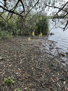 Çamurlu Lakeside Sahil Hattı Asılan Ağaç Dalları ve Sakin Su Çerçevesi