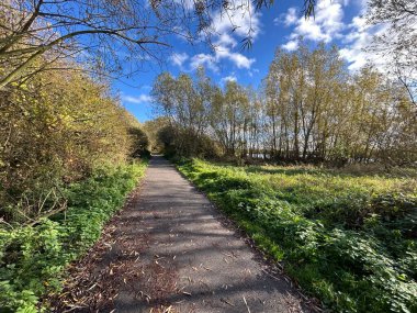 Sonbahar Ormanı Yolu Düşen Yapraklar ve Açık Mavi Gökyüzü Sessiz Bir Park 'ta