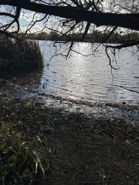 Huzurlu Lakeside Sahil Hattı Yansımalar, Sazlıklar ve Asılan Ağaç Dalları