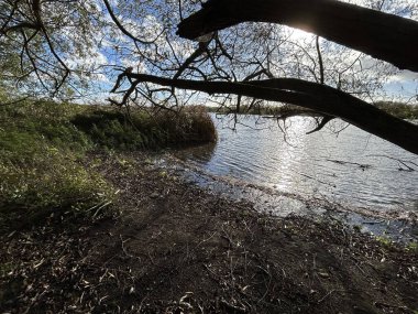 Huzurlu Lakeside Sahil Hattı Yansımalar, Sazlıklar ve Asılan Ağaç Dalları
