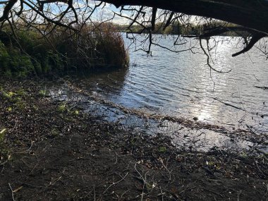 Huzurlu Lakeside Sahil Hattı Yansımalar, Sazlıklar ve Asılan Ağaç Dalları