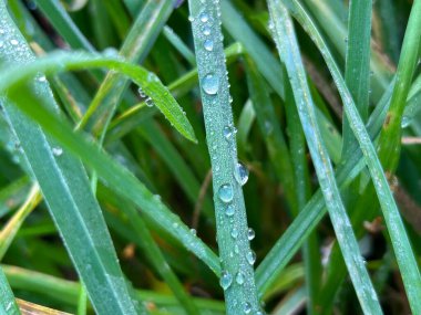 Çimenlere düşen çiy damlalarının yakın çekimi Taze Sabah Nemi sergiliyor