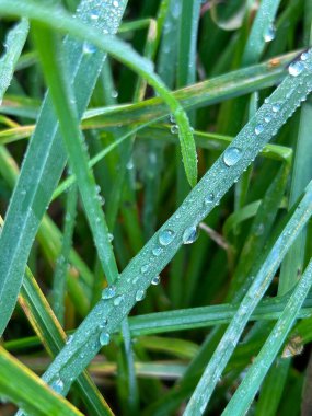 Çimenlere düşen çiy damlalarının yakın çekimi Taze Sabah Nemi sergiliyor