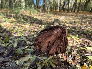 Çatlamış ağaç kabuğuyla orman zemininde devrilmiş bir ağaç dalına yakın çekim.