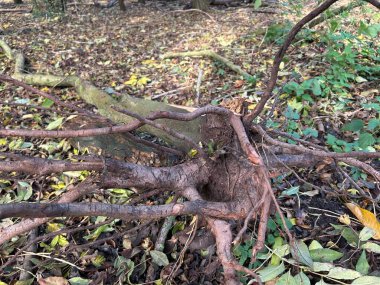 Karmaşık Ağaç Kökleri ve Düşen Dallar Sonbahar Işığında Orman zeminini kaplar