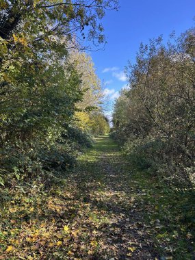 Sonbahar Ormanı Yolu Parlak Mavi Gökyüzü Yürüyüşü Altında Altın Yapraklarla Sıralanmış