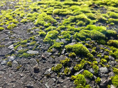 Güneş ışığında, asfalt yüzeyinde parlak yeşil yosunların yakın çekimi