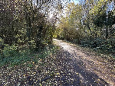 Ağaçlar ve benekli ışıklarla Çakıl Yolu üzerindeki Güneşli Orman Yolu
