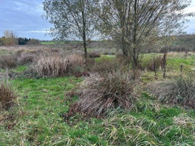 Yabani otlakları, elektrik hatları ve Bulutlu Hava Altında Açık Gökyüzü olan aşırı gelişmiş çayır alanı.