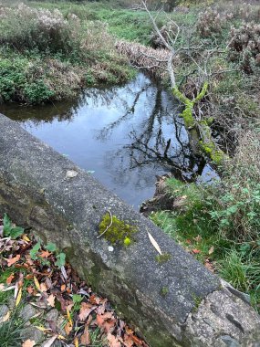 Yosun Ağaçları ve Beton Duvar Boyunca Yoğun Bitkiler Altında Su Yolu Yansımaları