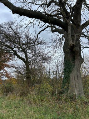 Majestic Bare Tree in Open Field Under Cloudy Sky During Late Autumn