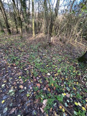 Yaprak, sarmaşık ve ince ağaçlı sonbahar ormanı zemini.