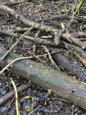 Düşen Ağaç Dalları Yosun, Çürüme ve Rutubetli Yapraklarla Orman Zeminine Yığılmış