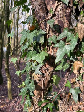 Sarmaşıklar sessiz bir ormandaki sert bir ağaca yapışıyor.