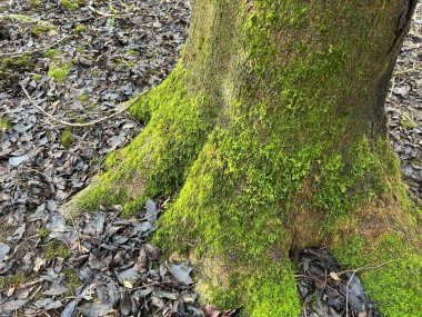 Yoğun bir ormanda, yerde ıslak yapraklar ve dallarla yosunlu ağaç gövdesi.